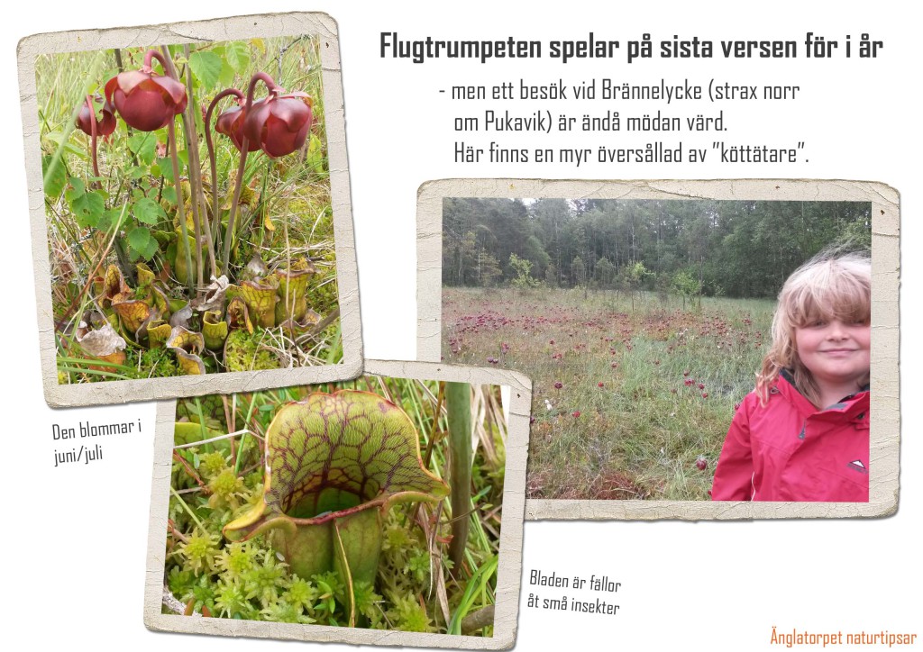 Flugtrumpet Pukavik